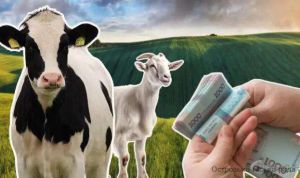 У Державному аграрному реєстрі стартує прийом заявок на спеціальні бюджетні дотації  для утримання корів, кіз та/або овець